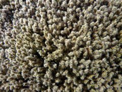 Racomitrium pruinosum