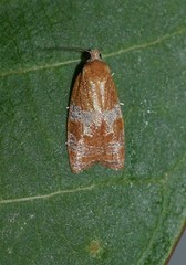 Cenopis diluticostana