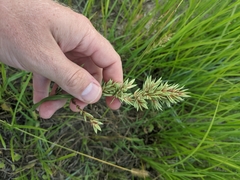 Eragrostis secundiflora