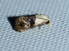 Eugnosta erigeronana