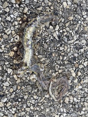 Coluber constrictor flaviventris