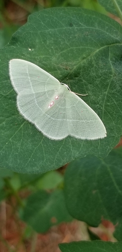 Columbian Emerald