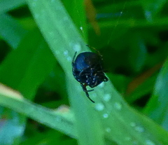 Hypognatha