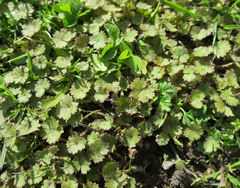 Hydrocotyle moschata