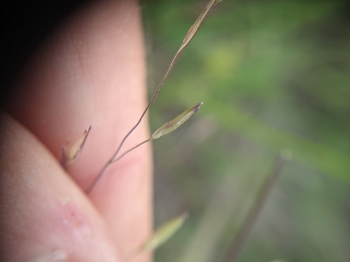 Image of Panicum capillarioides by (c) Cleveland Powell, some rights reserved (CC BY)