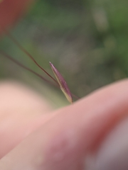 Panicum capillarioides