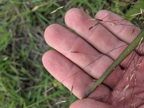 Image of Panicum capillarioides by (c) Cleveland Powell, some rights reserved (CC BY)