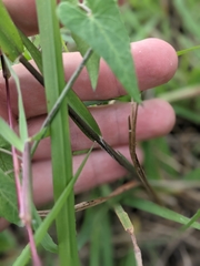 Panicum capillarioides