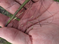 Panicum capillarioides