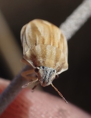 Homaemus parvulus