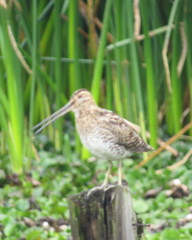 Gallinago nobilis