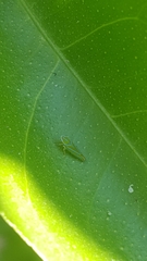 Graphocephala apicata