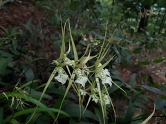 Brassia verrucosa