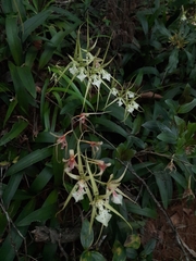 Brassia verrucosa