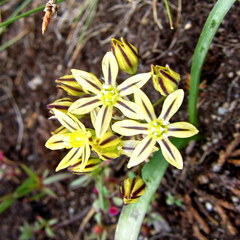 Triteleia ixioides