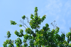 Ehretia longiflora