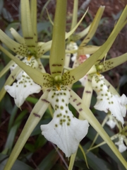 Brassia verrucosa