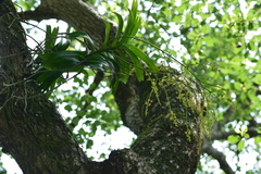 Cleisostoma paniculatum