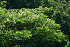 Albizia chinensis