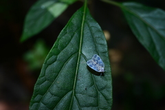 Borysthenes maculatus