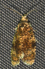 Olethreutes astrologana