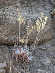 Dudleya verityi