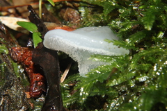 Pseudohydnum orbiculare