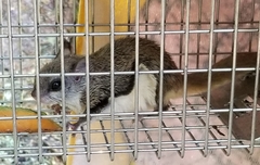 Glaucomys sabrinus