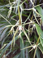 Prosthechea rhynchophora