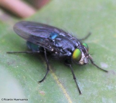 Sarconesiopsis magellanica