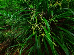 Prosthechea rhynchophora