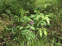 Vicia venosa baicalensis