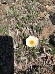 Dryas ajanensis