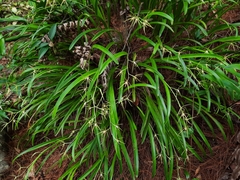 Prosthechea rhynchophora