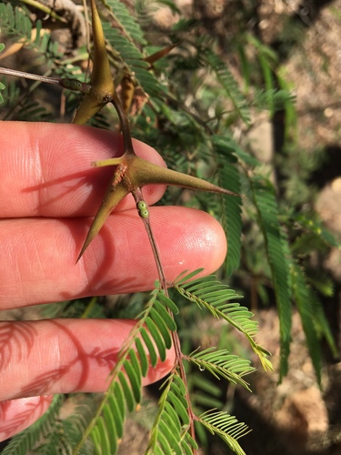 Vachellia collinsii - Leaves