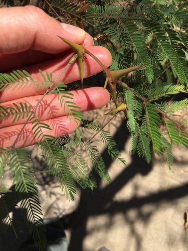 Vachellia collinsii - Whole tree