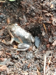 Limnodynastes dumerilii dumerilii