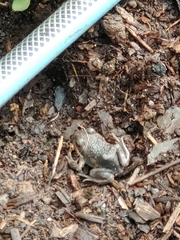 Limnodynastes dumerilii dumerilii