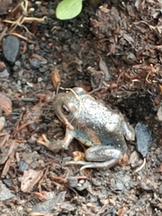 Limnodynastes dumerilii dumerilii