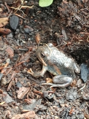 Limnodynastes dumerilii dumerilii