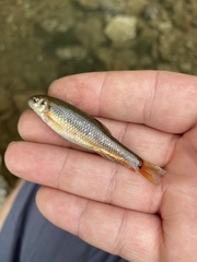 Hemitremia flammea