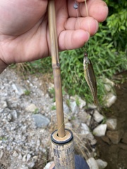 Hemitremia flammea