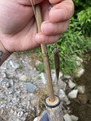 Hemitremia flammea