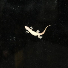 Hemidactylus