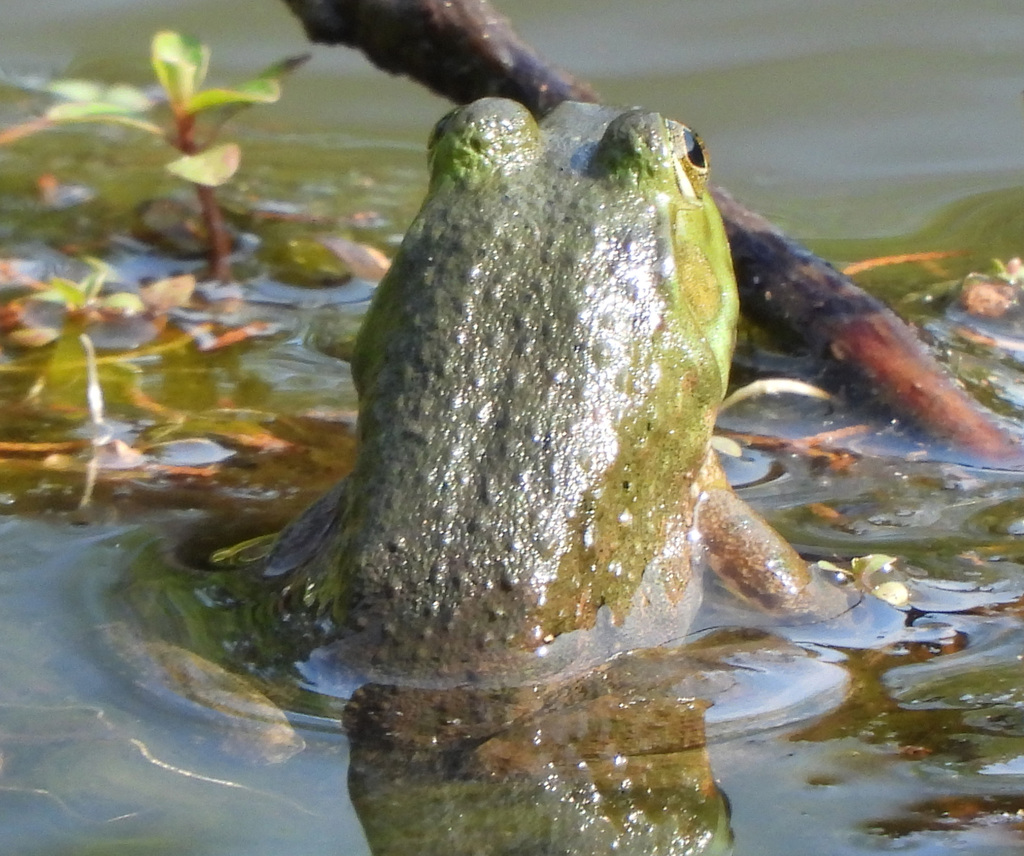 American Bullfrog from Silver Spring, MD, USA on June 21, 2021 at 09:30 ...