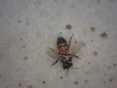 Apis mellifera image