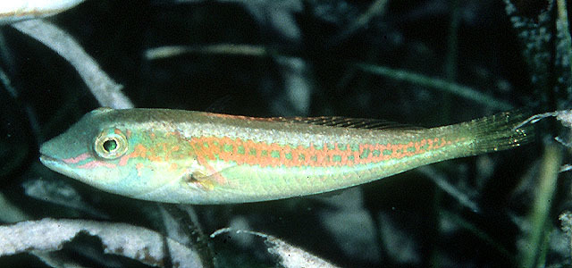 Cryptotomus