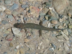 Desmognathus welteri