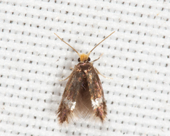 Stigmella populetorum