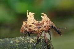 Cylindralcides saundersii